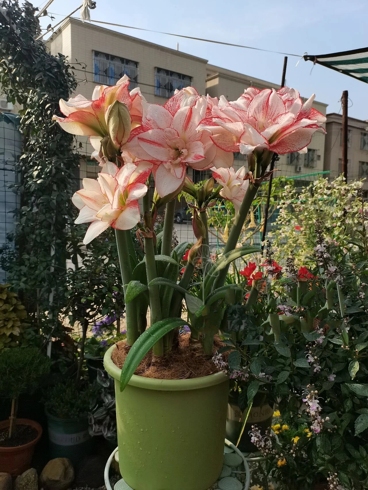 朱顶红  条纹黛丝