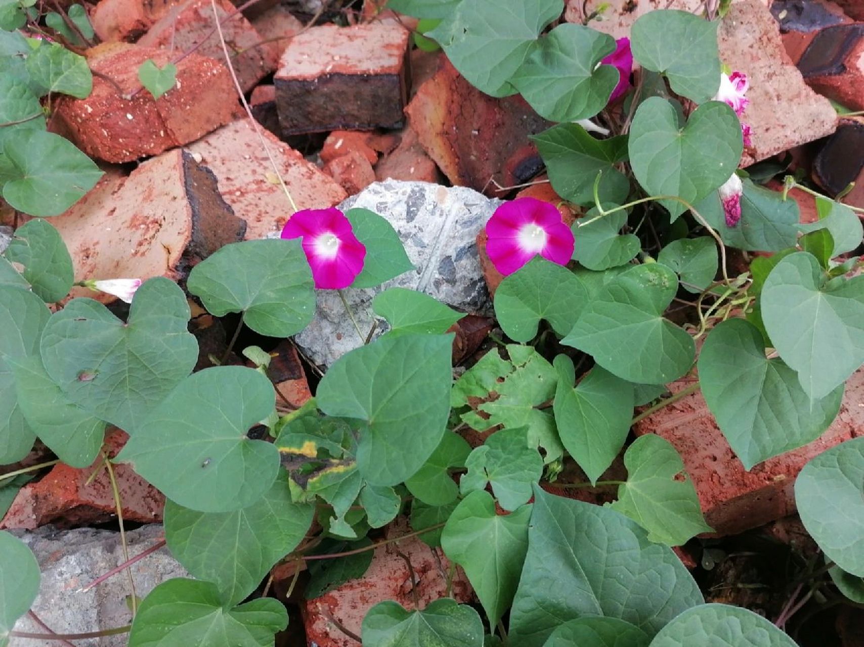 别名:黑丑,白丑,草金铃,盆甑草,狗耳草 功效:泻下逐水,去积杀虫.