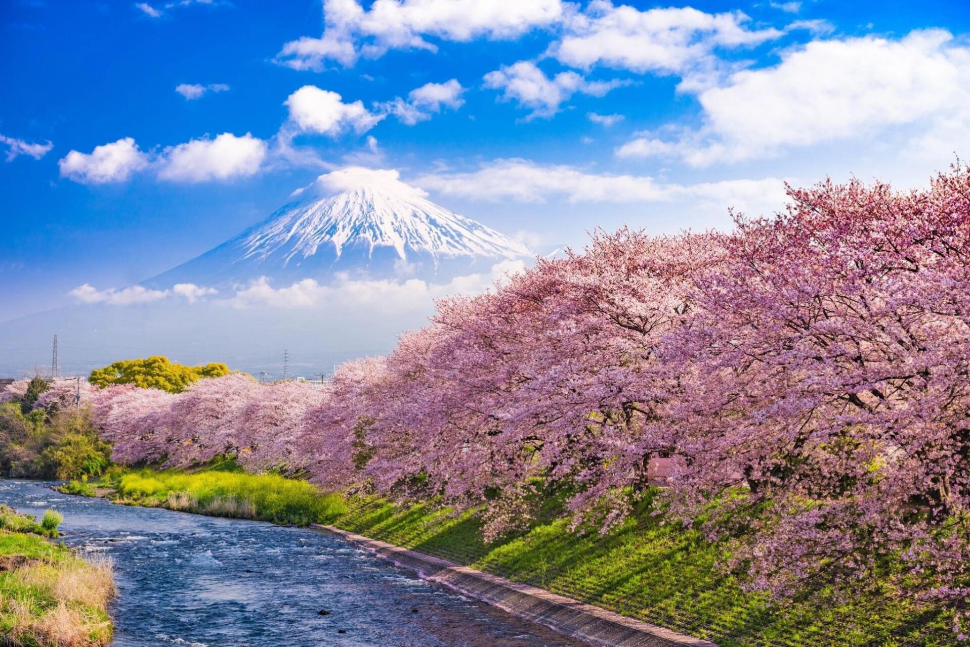 日本樱花高清真实图片