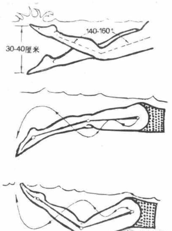 今日分享,自由泳正确打腿动作