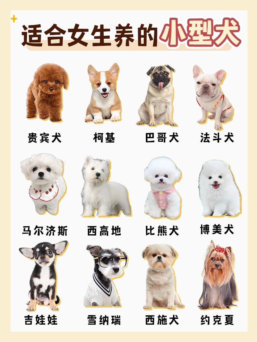 新手养狗98|12种适合女生养的小型犬93
