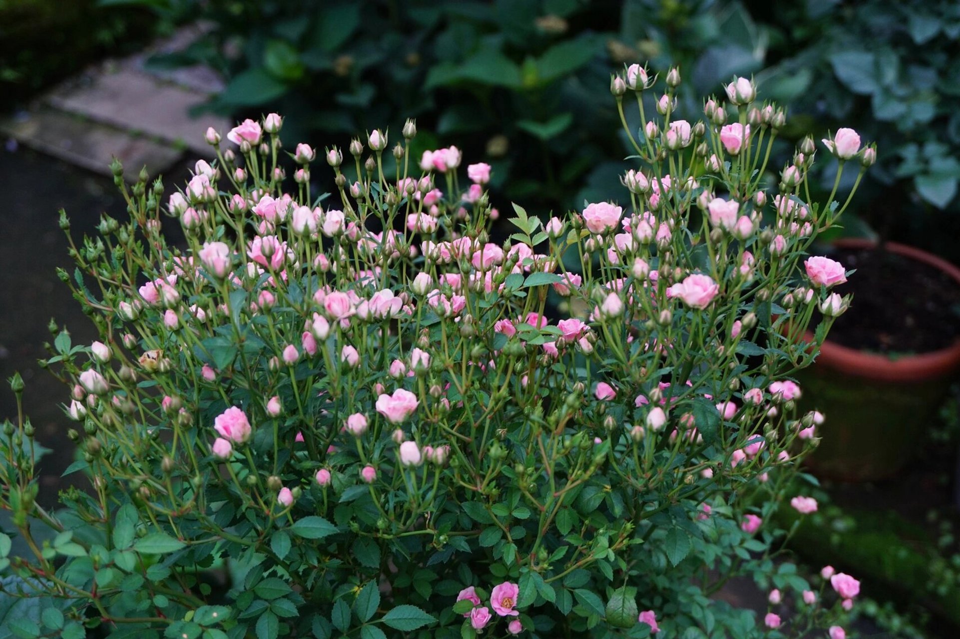 一棵花苞比花好看的微月月季超微04 一棵花苞比花好看的微月月季
