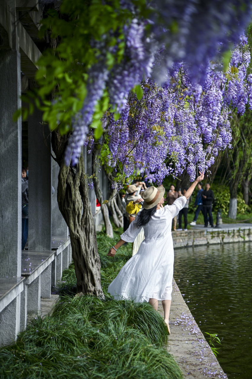 的故事#浙大华家池校区紫藤长廊华丽绽放,梦幻紫色给人带来无限遐想