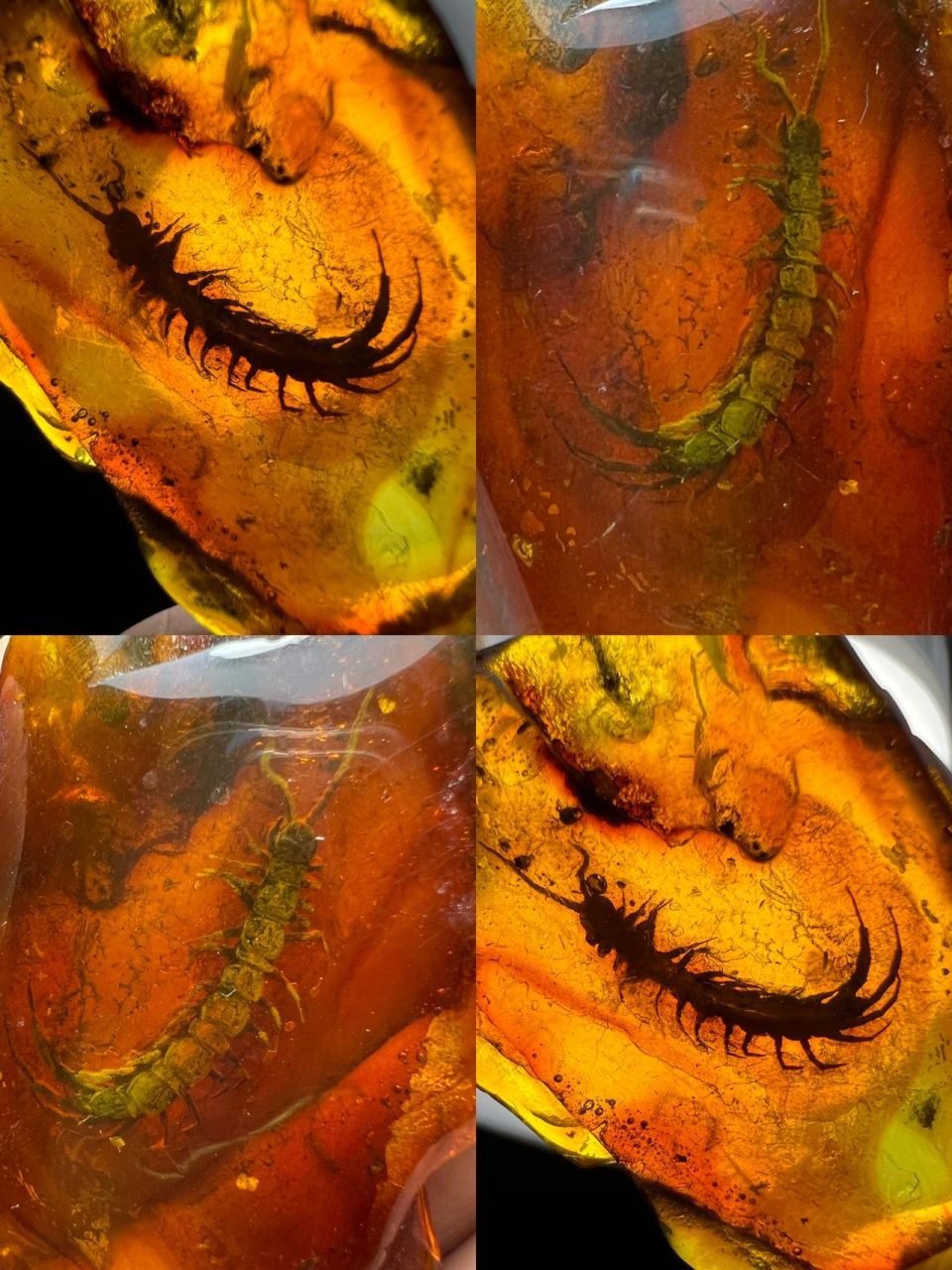 如何鉴定虫珀价值 91虫珀是是再琥珀蜜蜡形成之出,有一些小的动物被