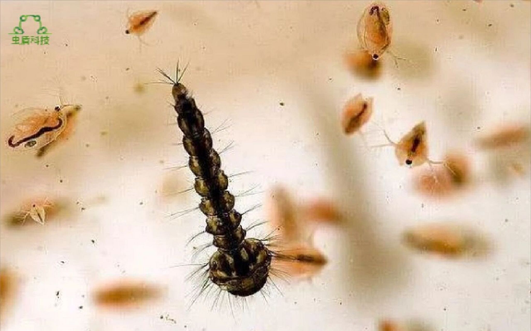 孑孓(jié jué)是蚊子的幼虫(是蚊子由卵成长至蛹的中间阶段),在水中