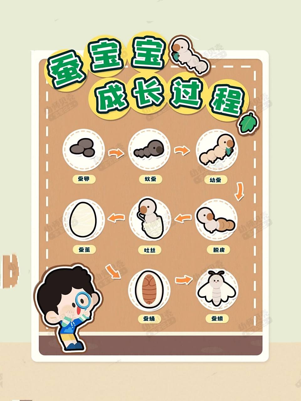 蝴蝶的生长过程