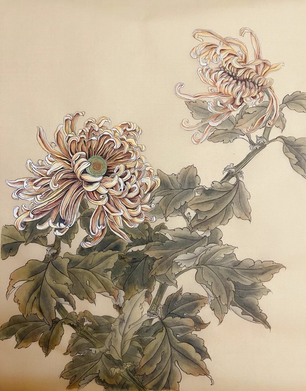 工笔菊花|详细配色教程 高清线稿 线稿临习:李晓明 秋菊图 原创配色