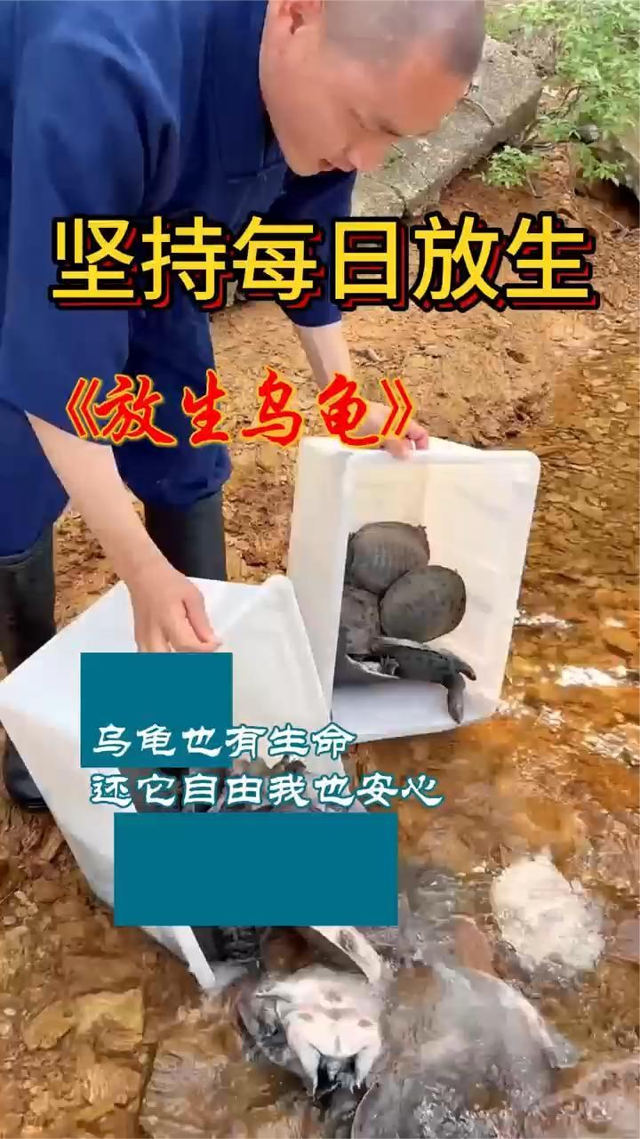 乌龟放生图片