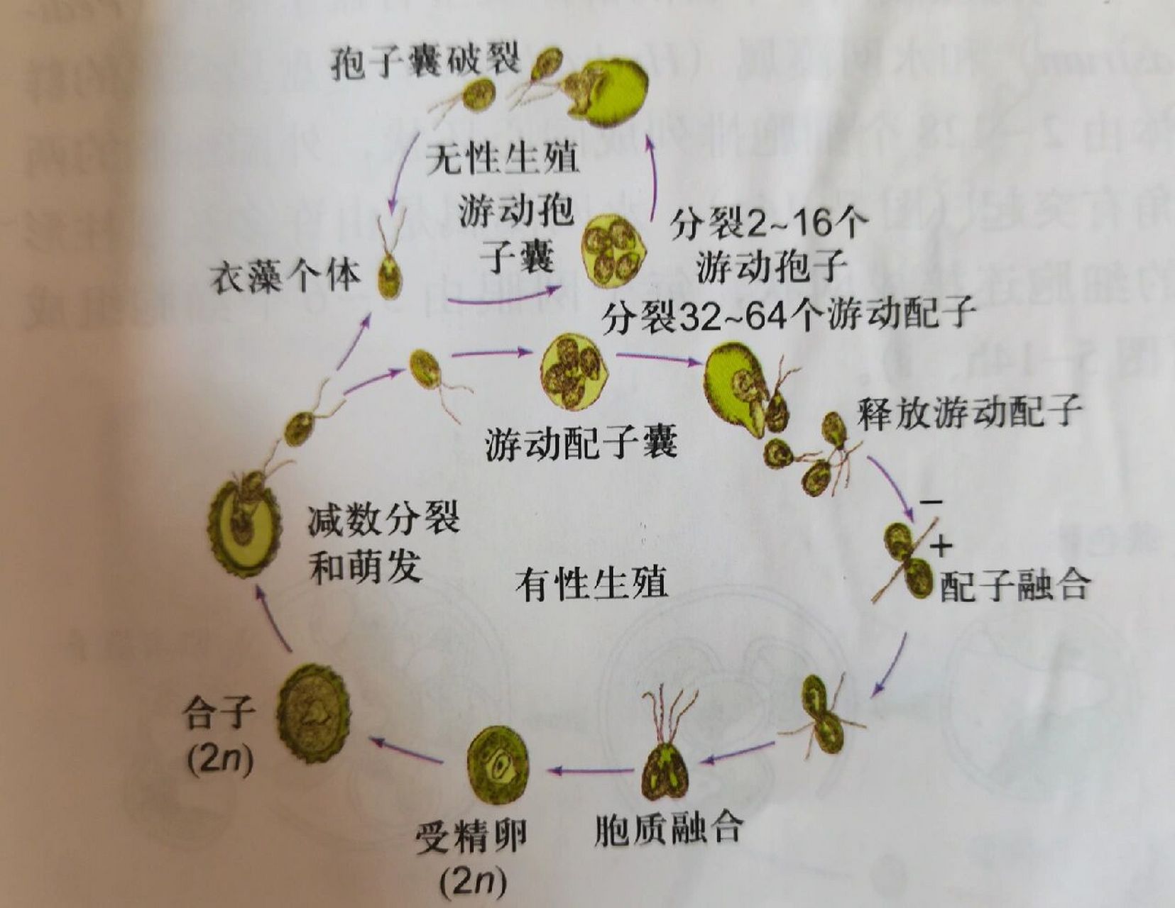 衣藻 绿藻门衣藻属 真核单细胞植物,有鞭毛(可运动),伸缩泡(排泄),眼