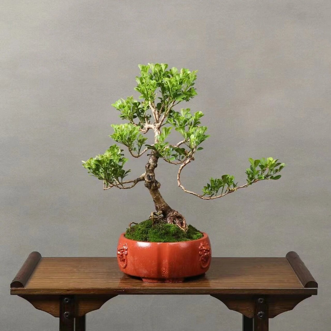 精品米兰老桩盆景,桩老叶美. 精品米兰老桩盆景,桩老叶美.