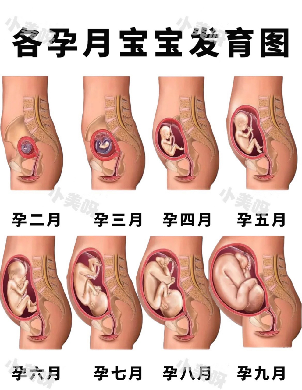 胎宝宝每个月发育图图片