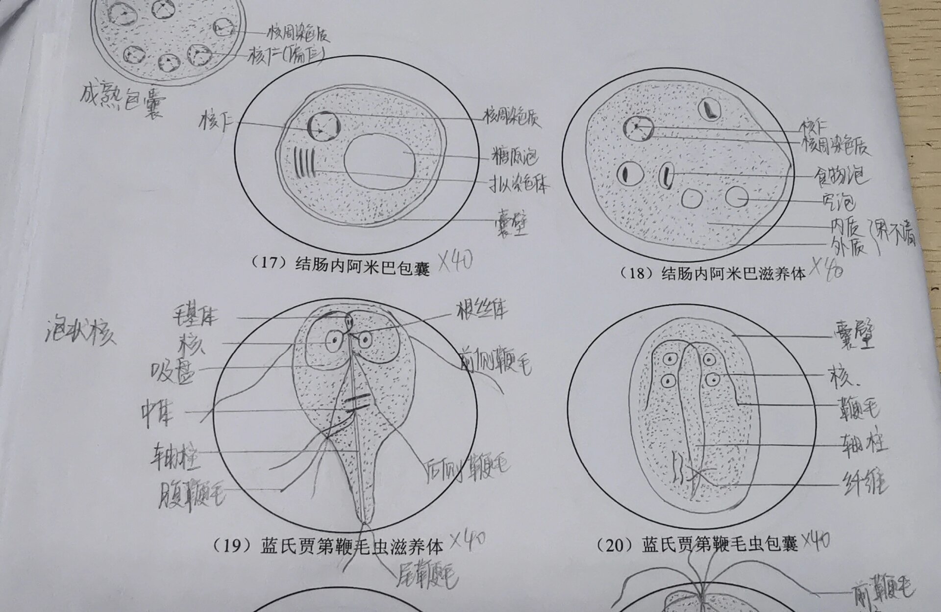 蓝氏贾第鞭毛虫显微镜图片