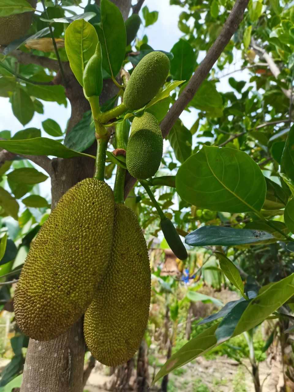 四季菠萝蜜,一年四季都在开花结果哦 一批一批的接果子的,四季菠萝蜜