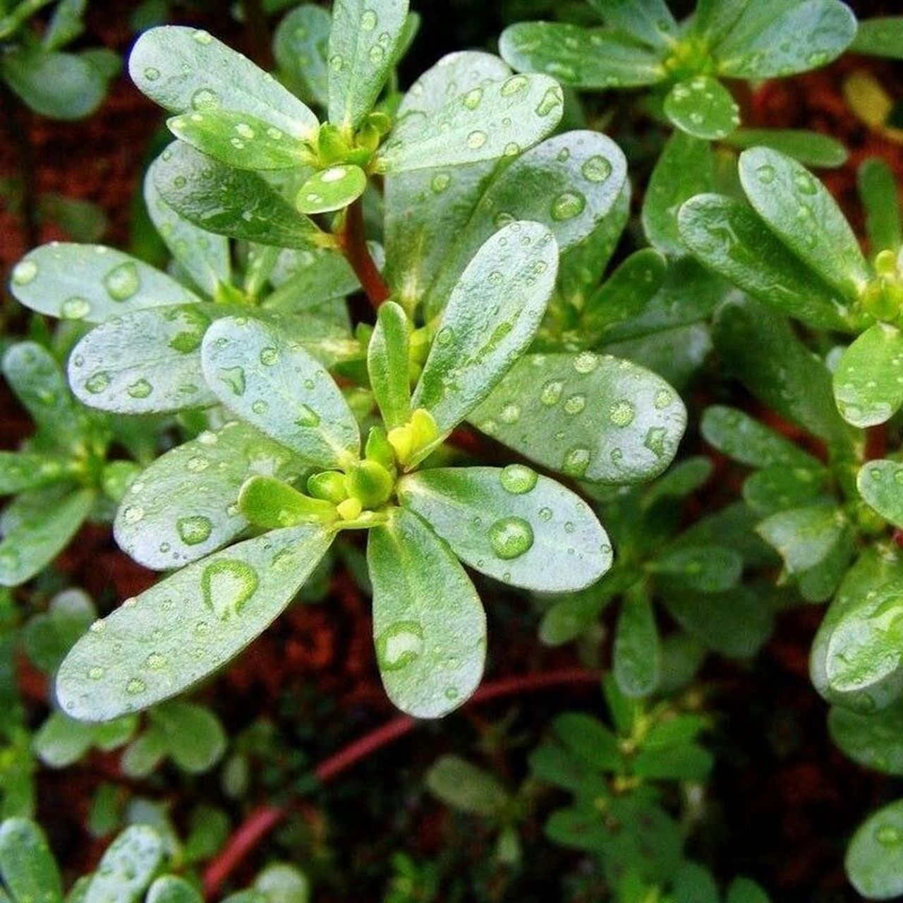 药食同源——马齿苋  今天再来介绍一种在农村老家特别常见的野菜