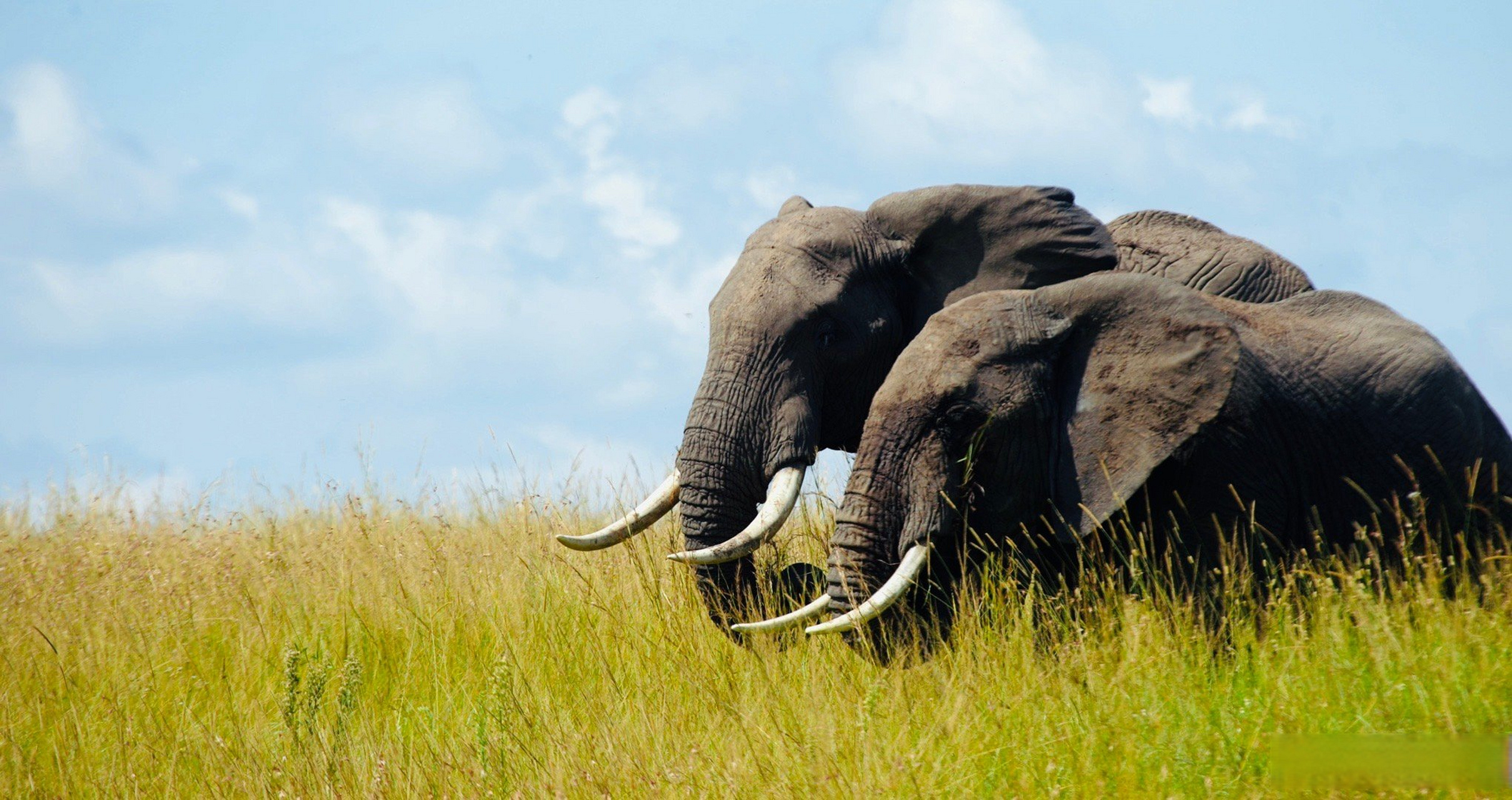 马塞马拉大草原上的野生动物. 不干预,就是最好的保护.