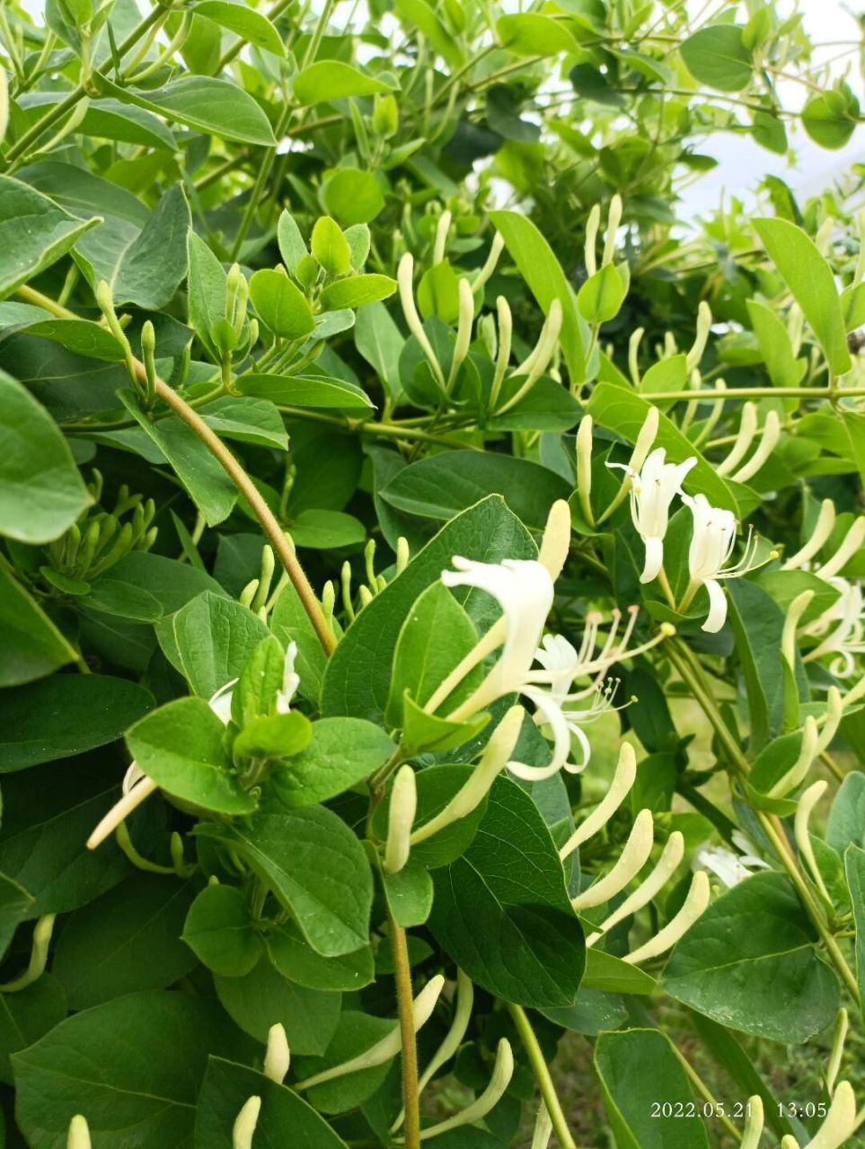 金银花,正名为忍冬 "金银花"一名出自《本草纲目》由于忍冬花初开为