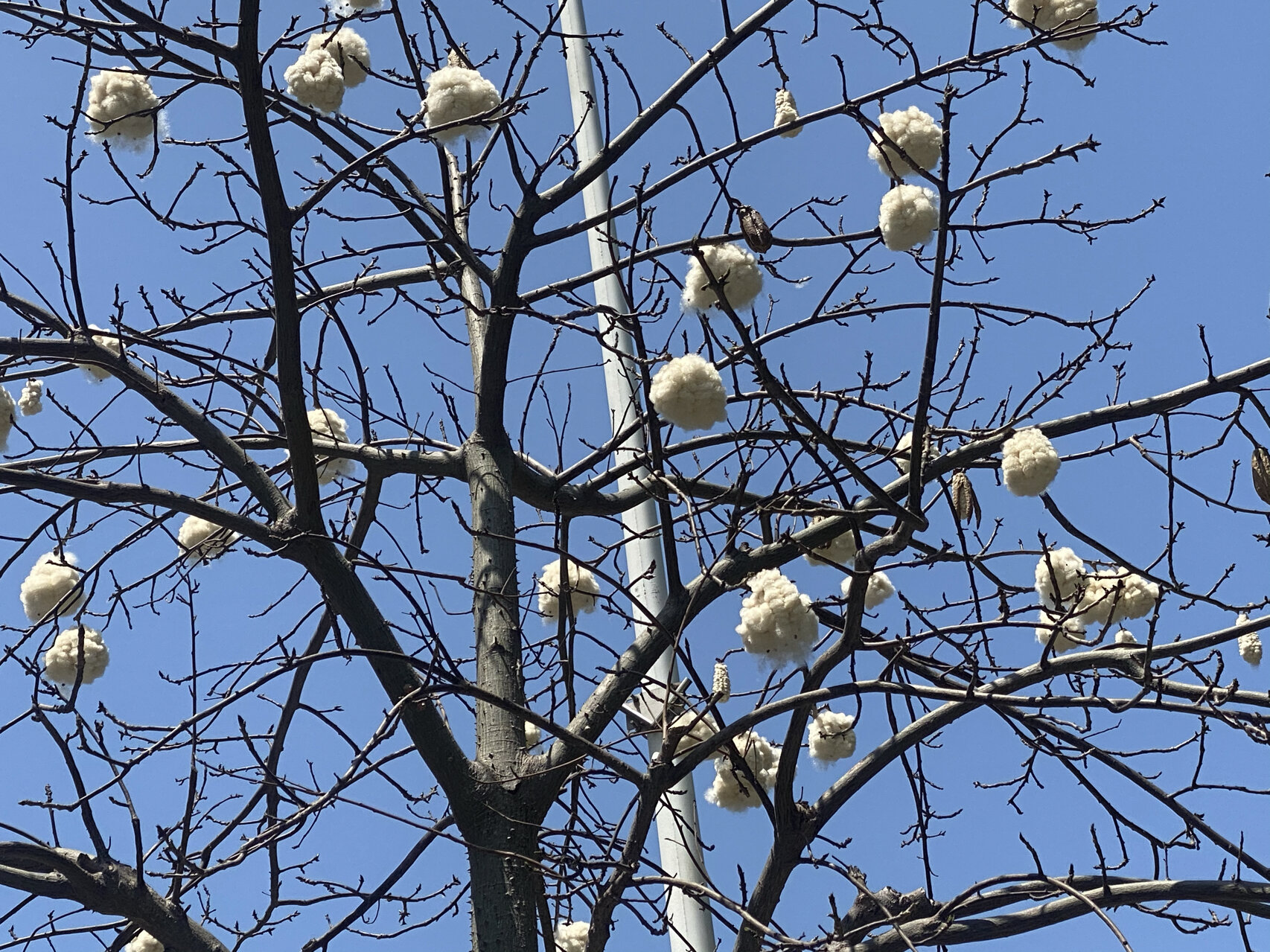 路边像棉花的树图片