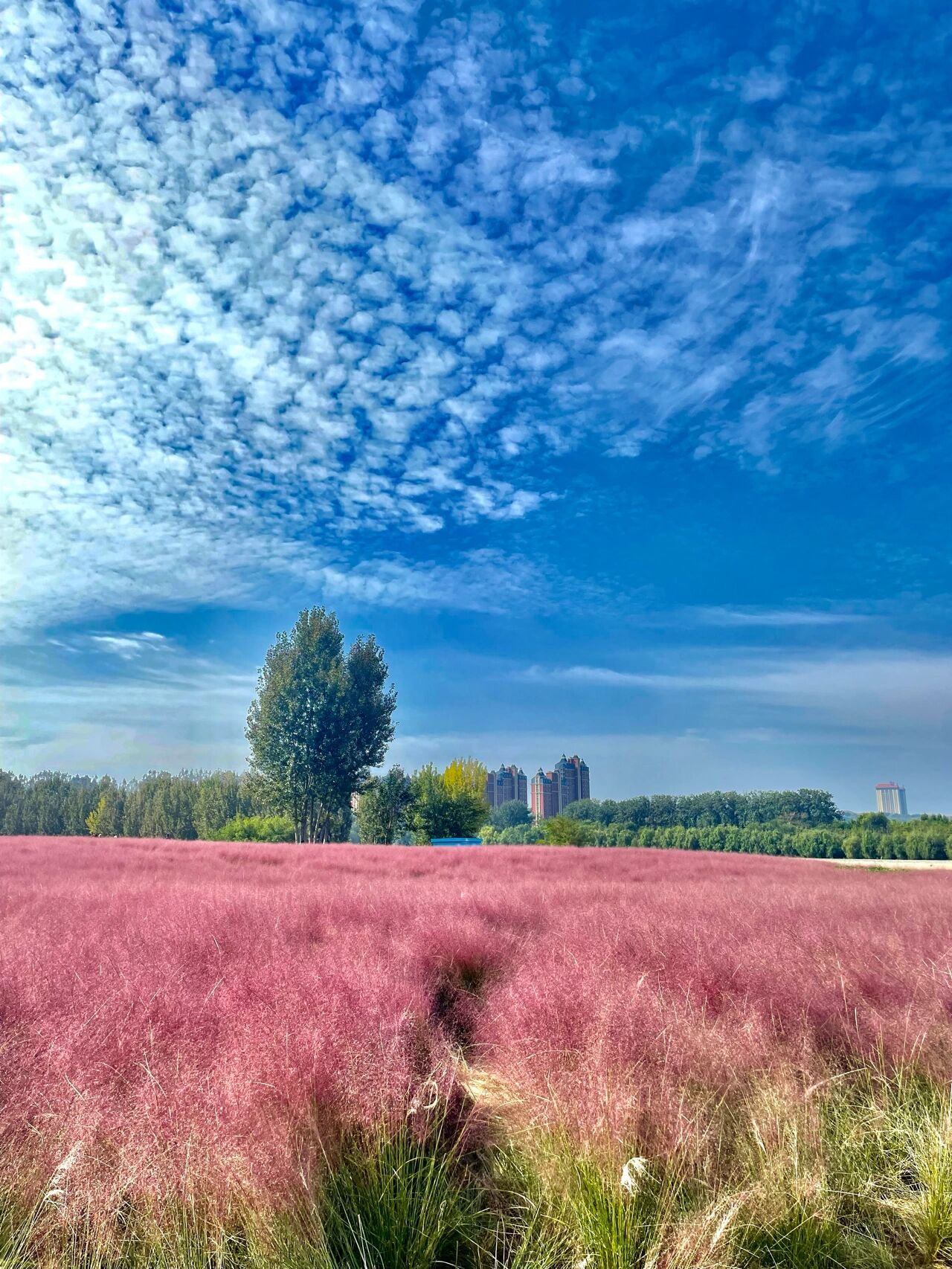 福山网红打卡地——夹河生态园 不用去莱山也不用去牟平属于福山的