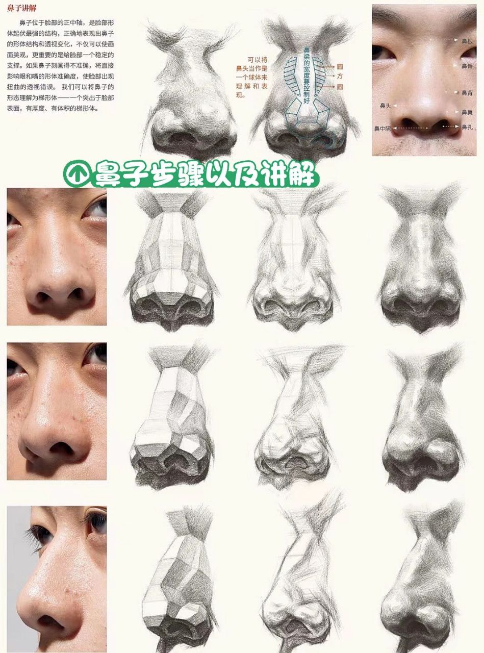 素描头像,鼻子,干货分享96 鼻部的结构要点 1.
