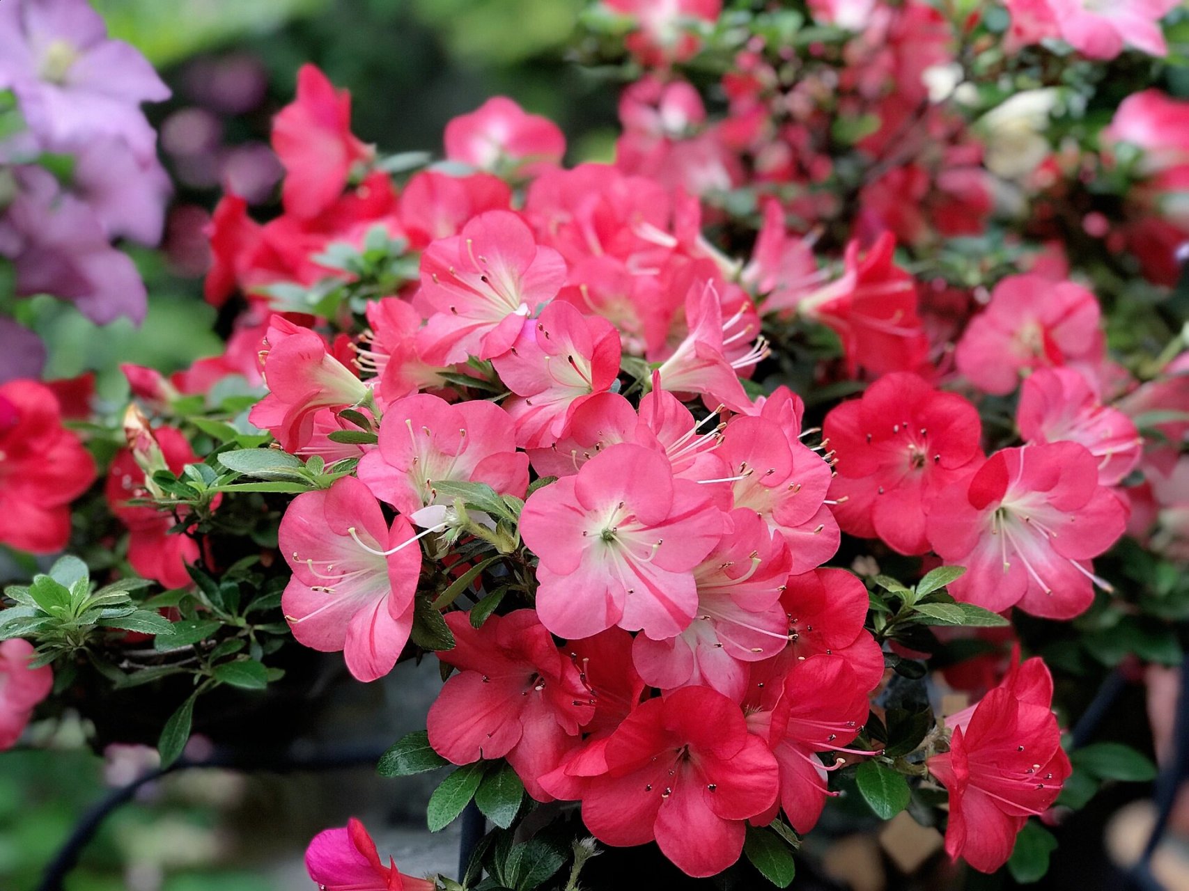 皋月杜鹃 红梅锦 相比之前的珍山,碧空,红梅这个品种的枝节长了许多,