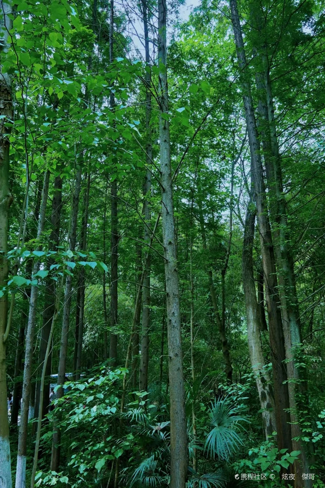 桤木河湿地公园门票图片