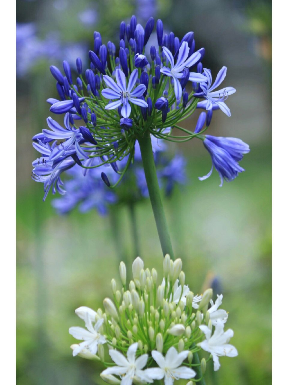 6-8月 花语:爱情降临 光照要求:全阳至半阴 特性及建议:石蒜科百子莲