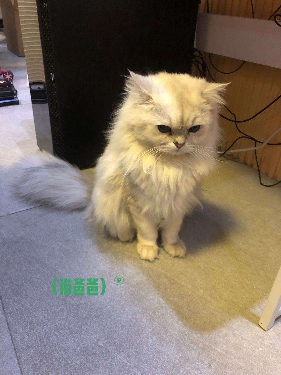 金吉拉和蓝猫生出来的毛孩子 粑粑是金吉拉 麻麻是蓝猫 生了6只 不幸
