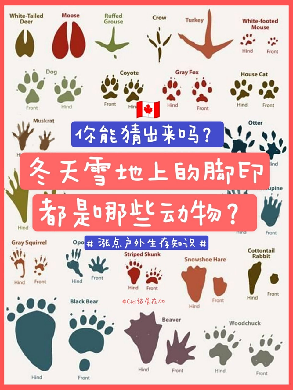 9896一起来辨别雪地上的动物脚印吧96 9896冬天的加拿大