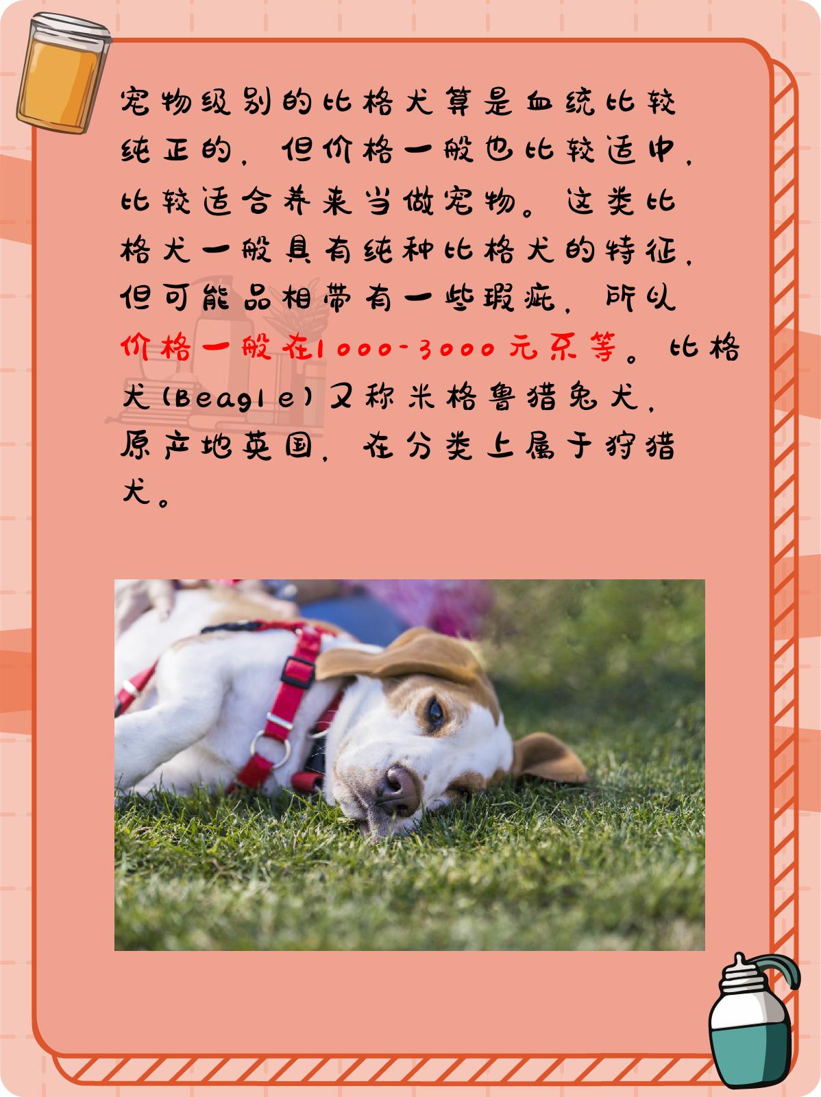 牛梗犬图片多少钱一只图片