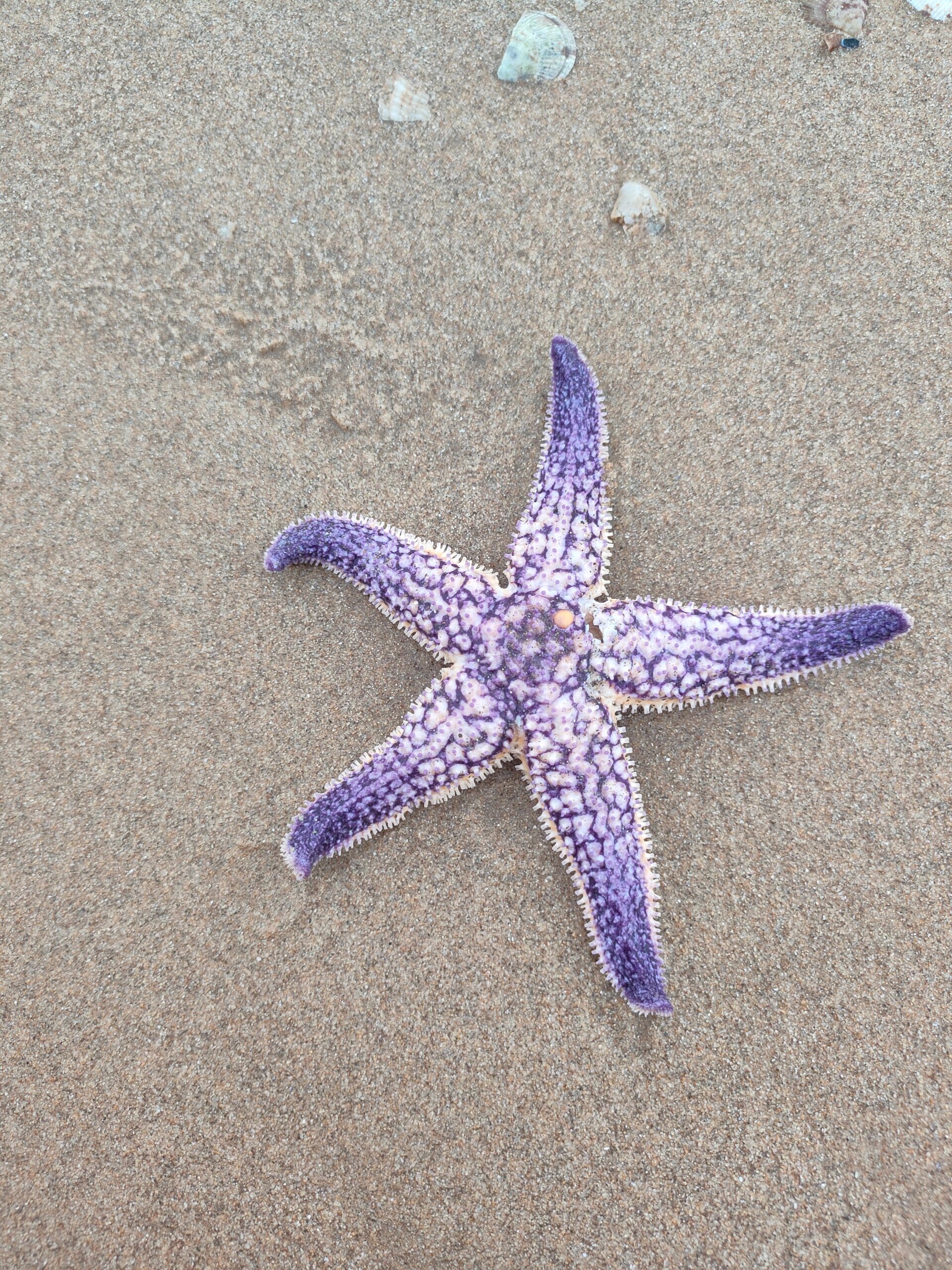 好喜欢这个颜色的海星 遇到一只紫色海星,好好看,但不知道怎么保存,把