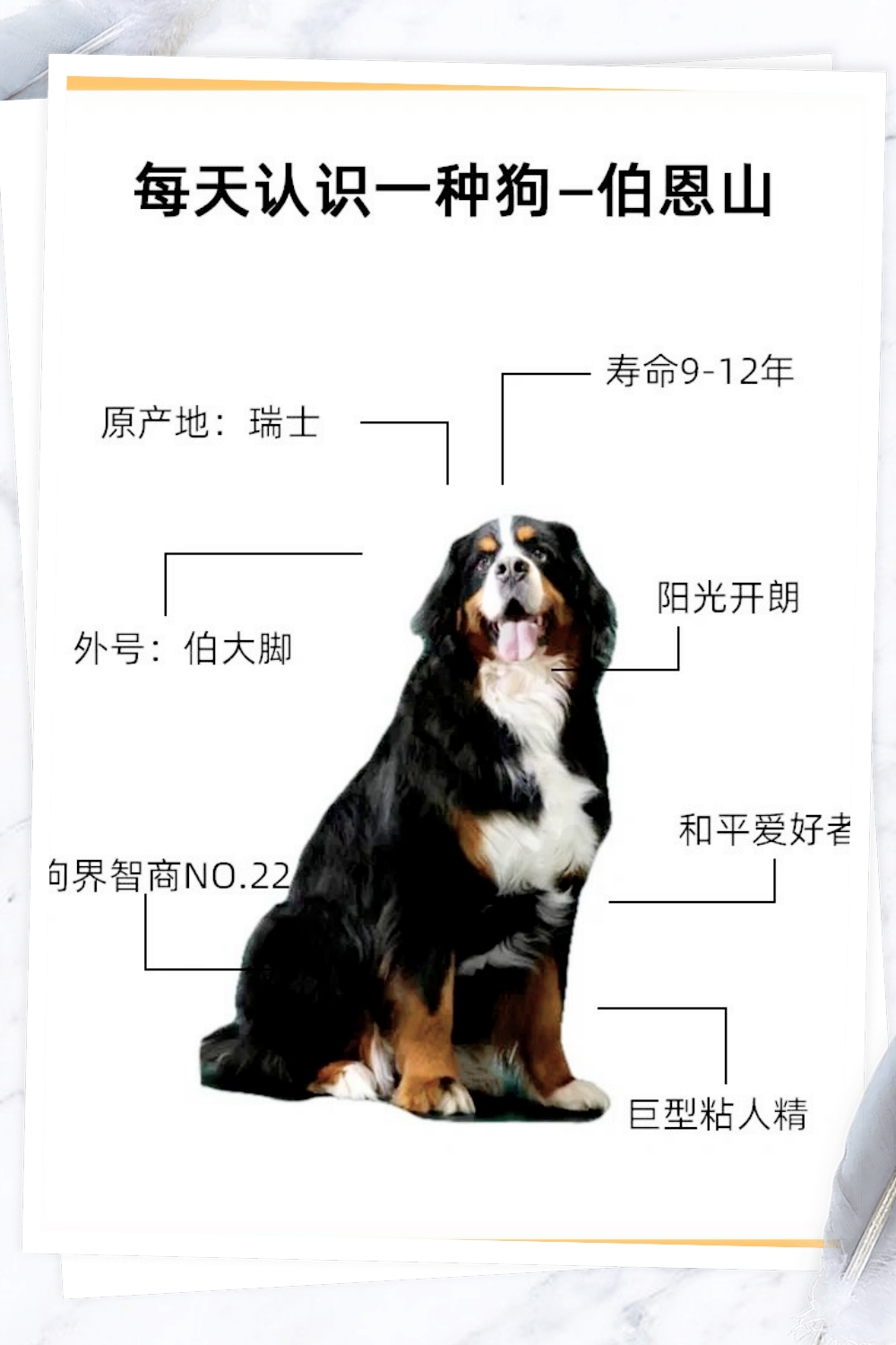 狗的外貌 特征图片