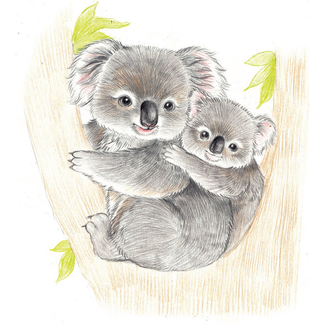 彩铅教程-呆萌小动物-考拉 树袋熊又称考拉,是澳大利亚的国宝.