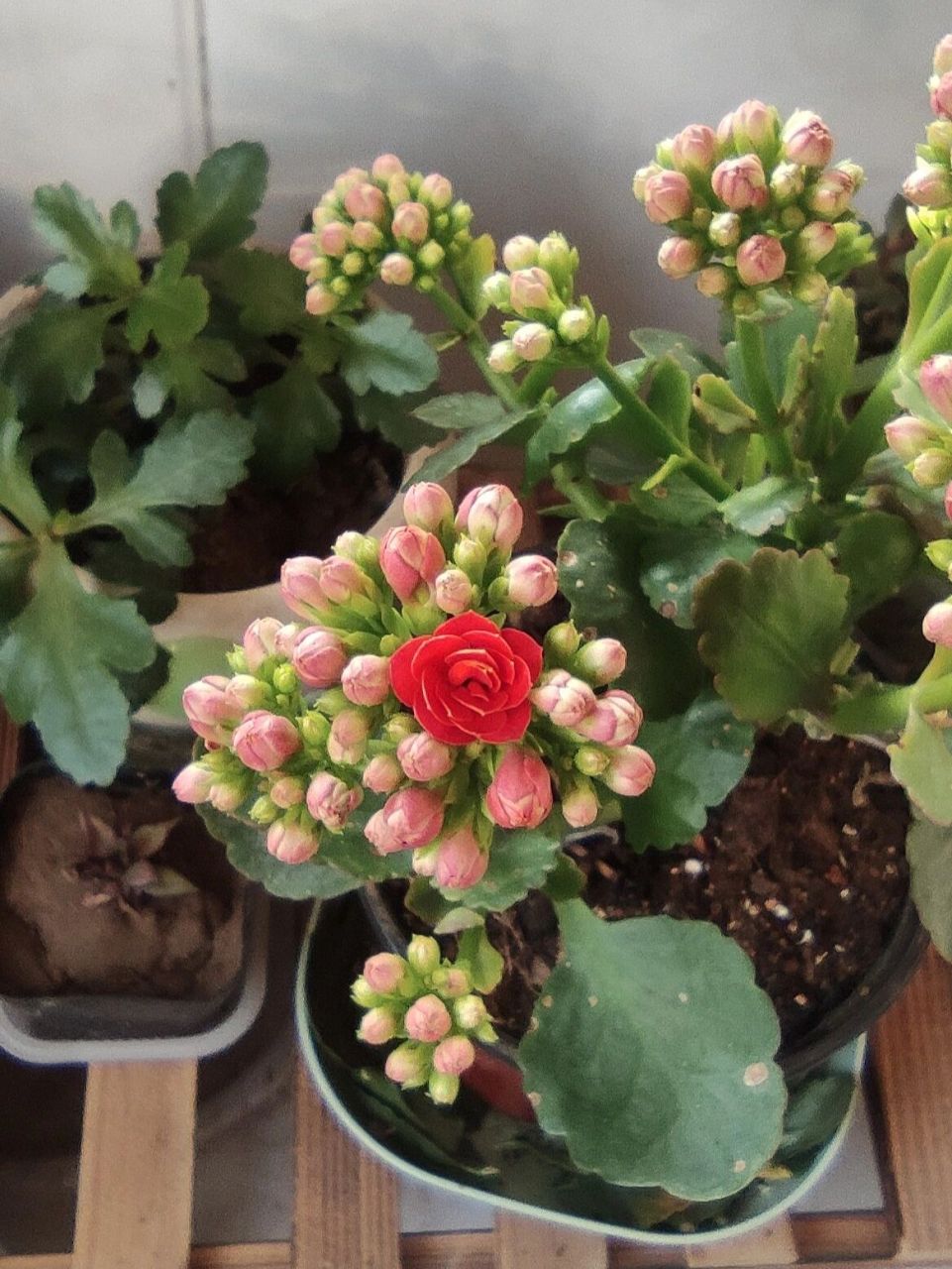 长寿花红狐狸 1234是红狐狸567是火狐狸89是红宝石,刚买的红狐狸怎么