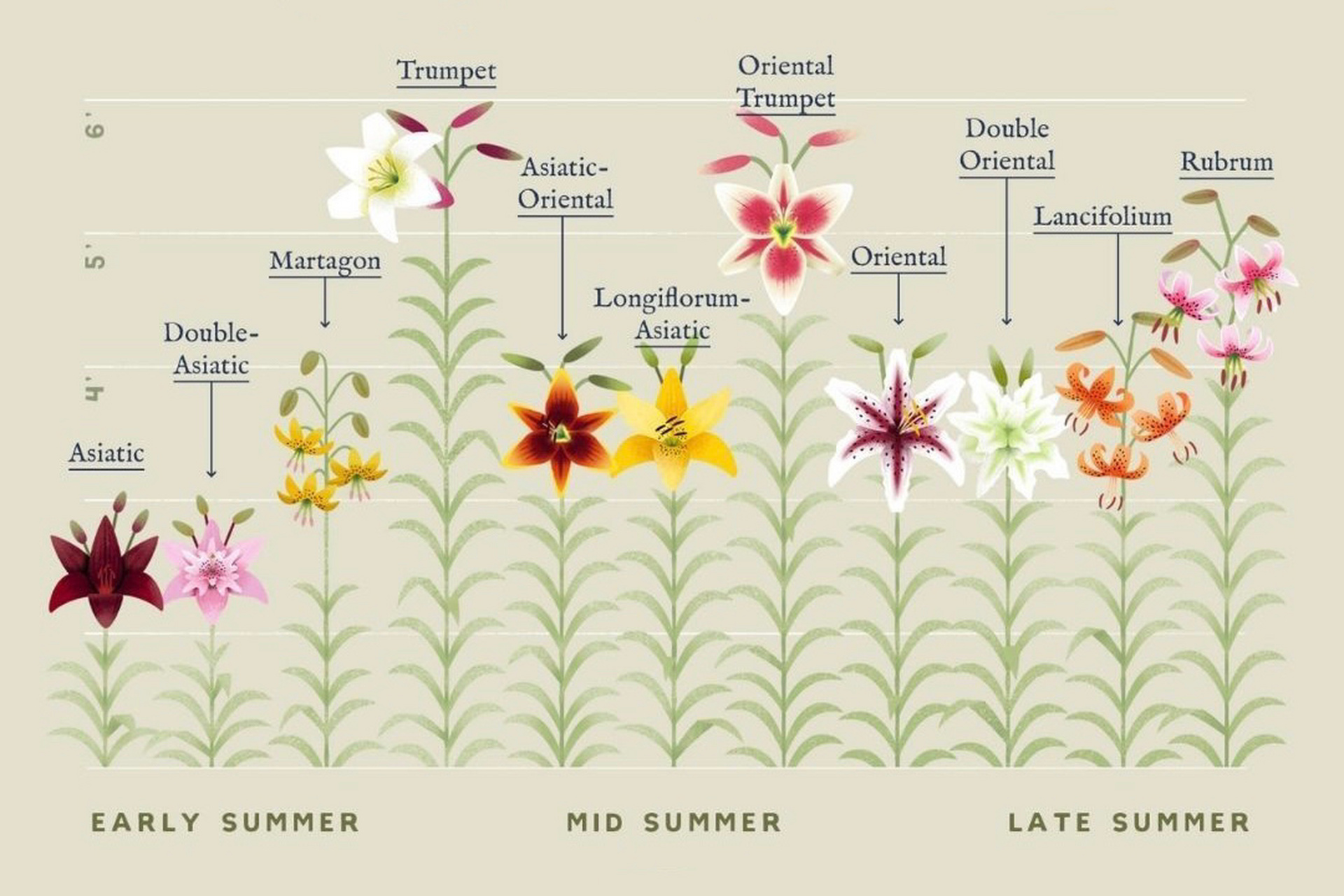 百合花高度与花期表 一张图看懂不同类型百合的16615花型特征,2