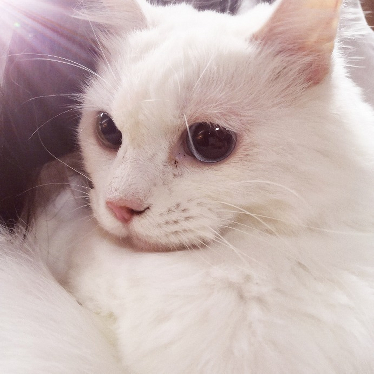 咪咪来的第一天,坐了一天车,对周围的一切都害怕,希望以后可以好好