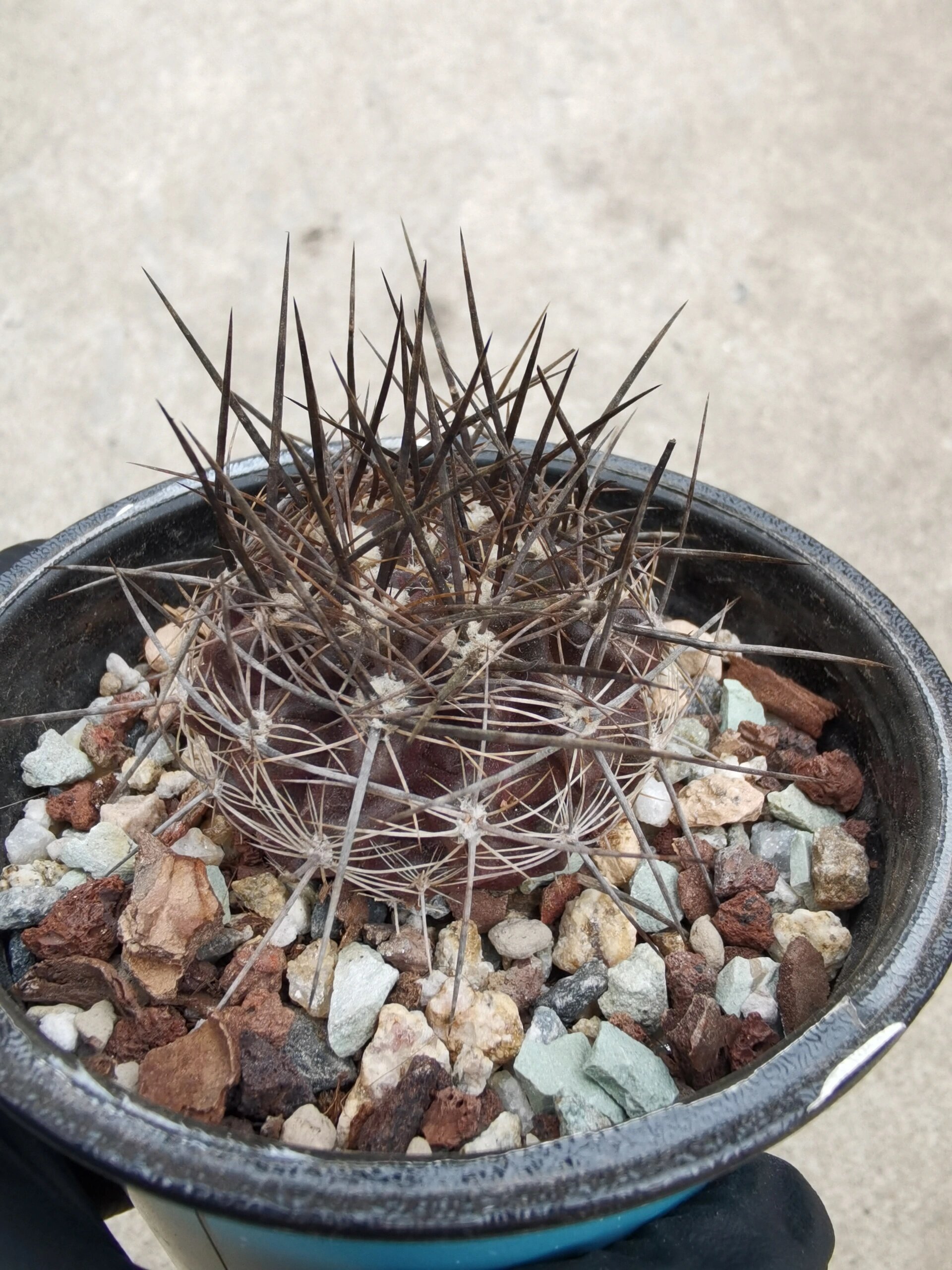【仙人球】智利球/稀有种 neochienia. pilispina v. pygmaea fk45