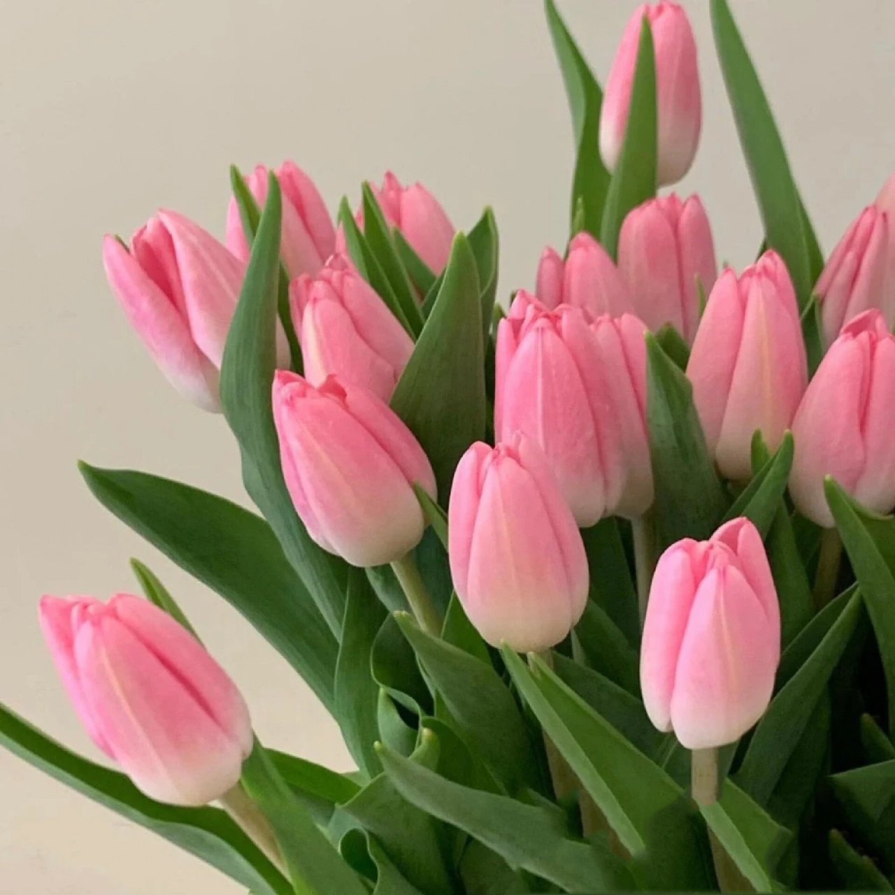 ins风郁金香背景图推荐 背景图940698破1000粉有福利