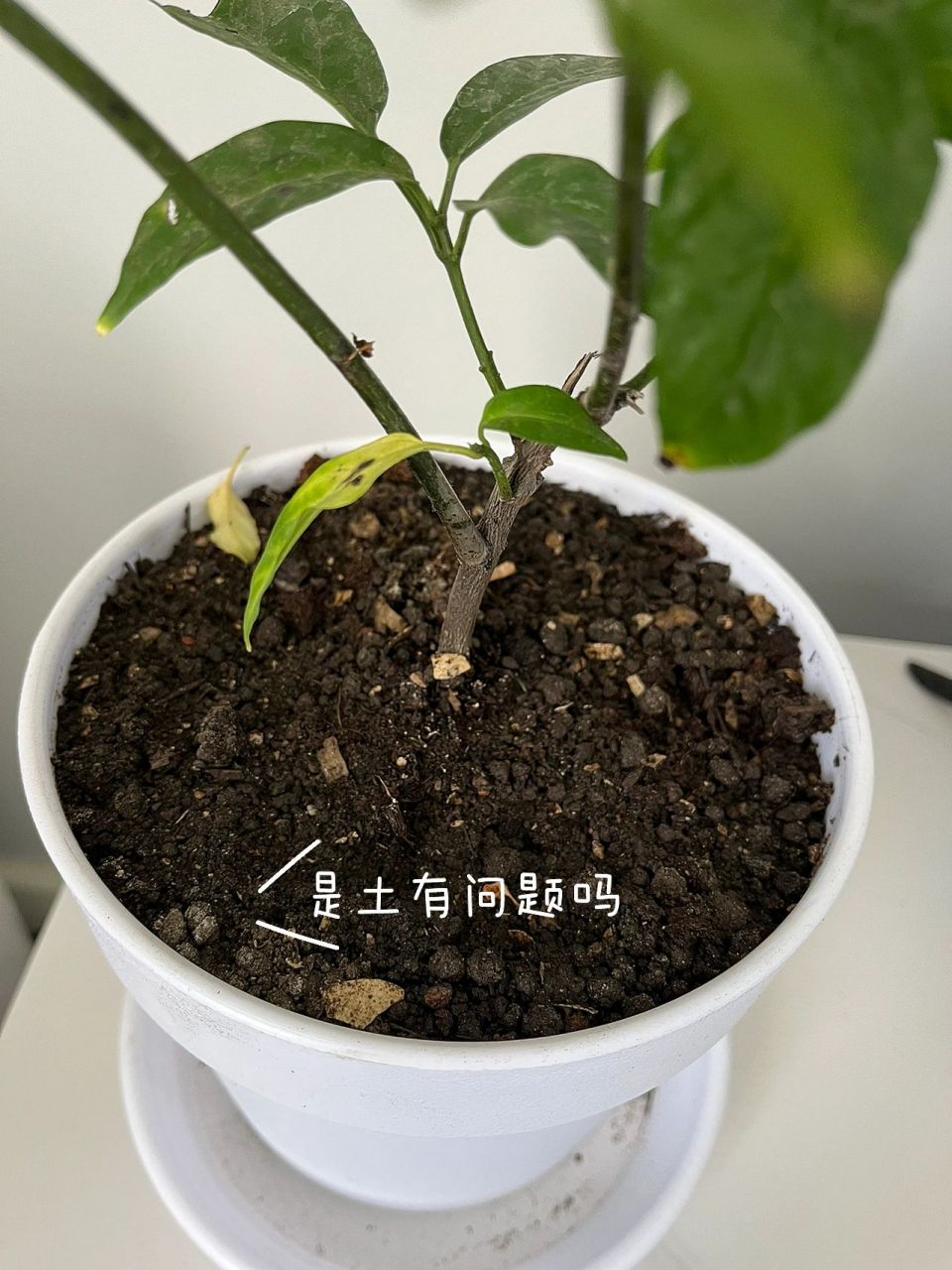 垂丝茉莉发芽图片