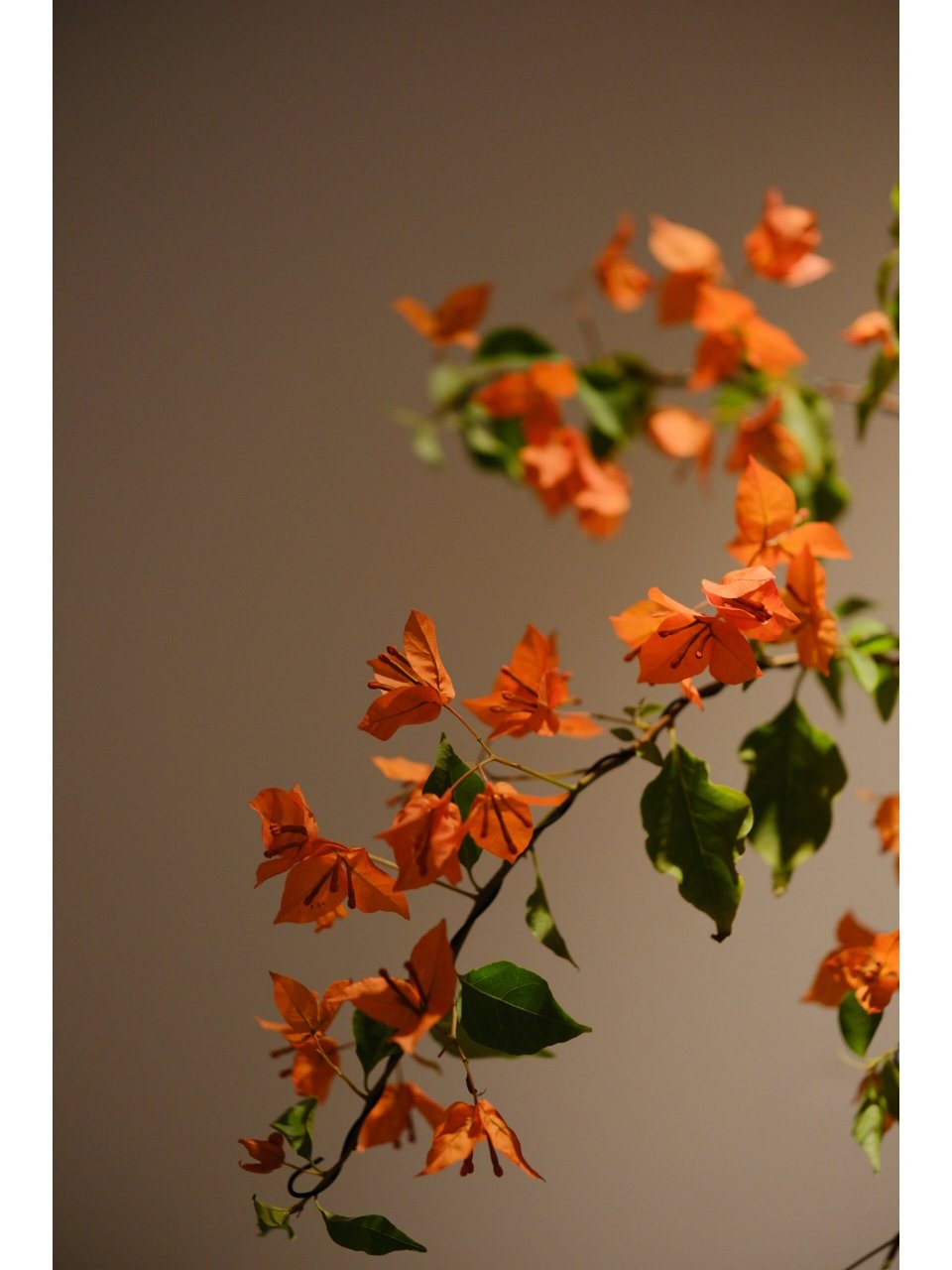 三角梅#爱马仕橙#甜蜜 昨夜让我失眠的橙桑巴,大约是拥有爱马仕暗的