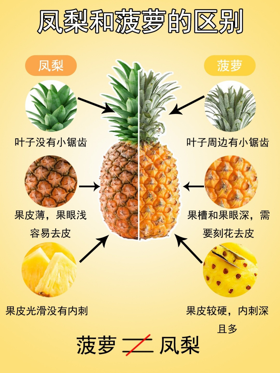 菠萝和凤梨图片对比图片