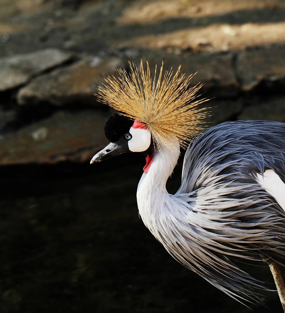 动物图片绘画素材整理分享(灰冠鹤)