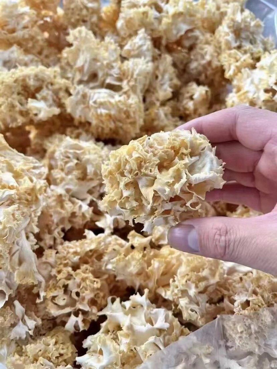 绣球菌 【绣球菌】新货入仓 绣球菌口感脆脆嫩嫩的,世界上唯一的"阳光