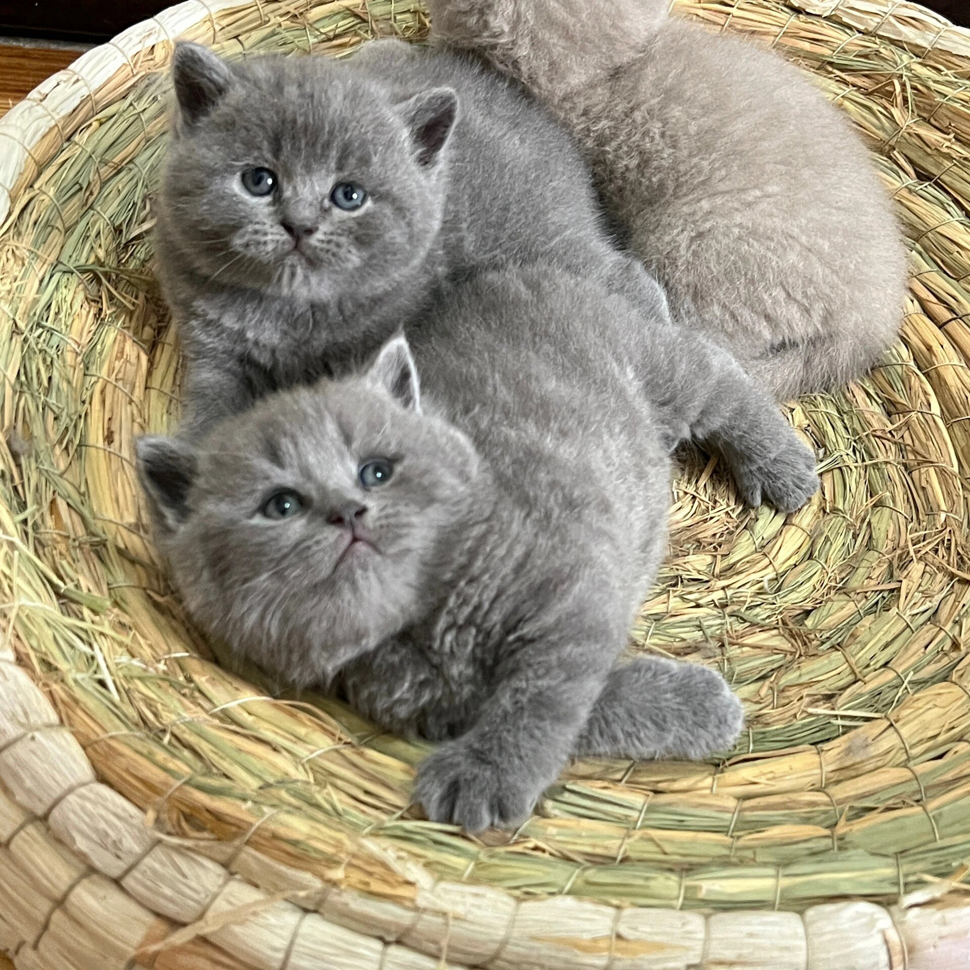 海口小猫咪 英短蓝猫 丁香色香槟色幼猫 2.14日情人节出生的小猫咪.