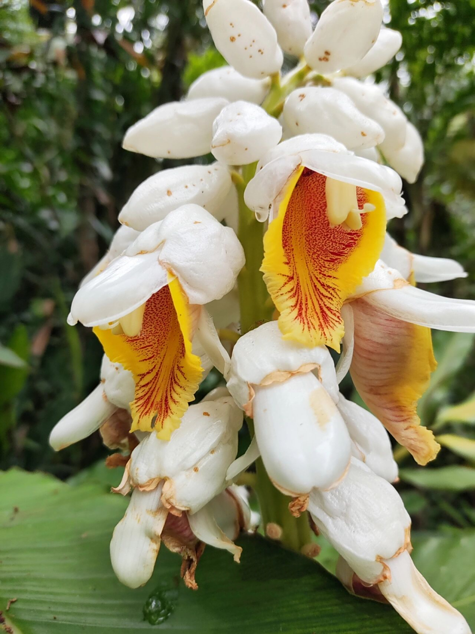 海南山姜 海南山姜 alpinia hainanensis k.