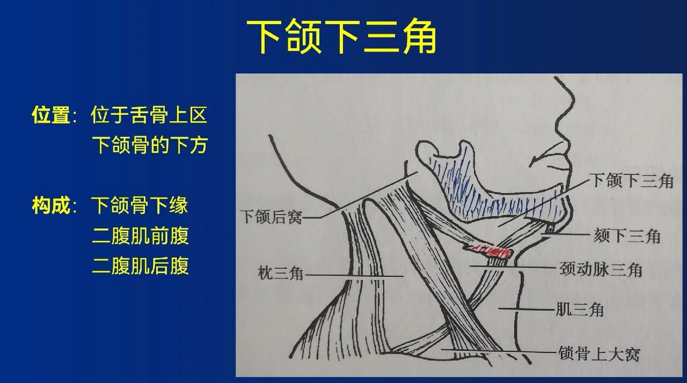 下颌舌骨肌按压疼图片