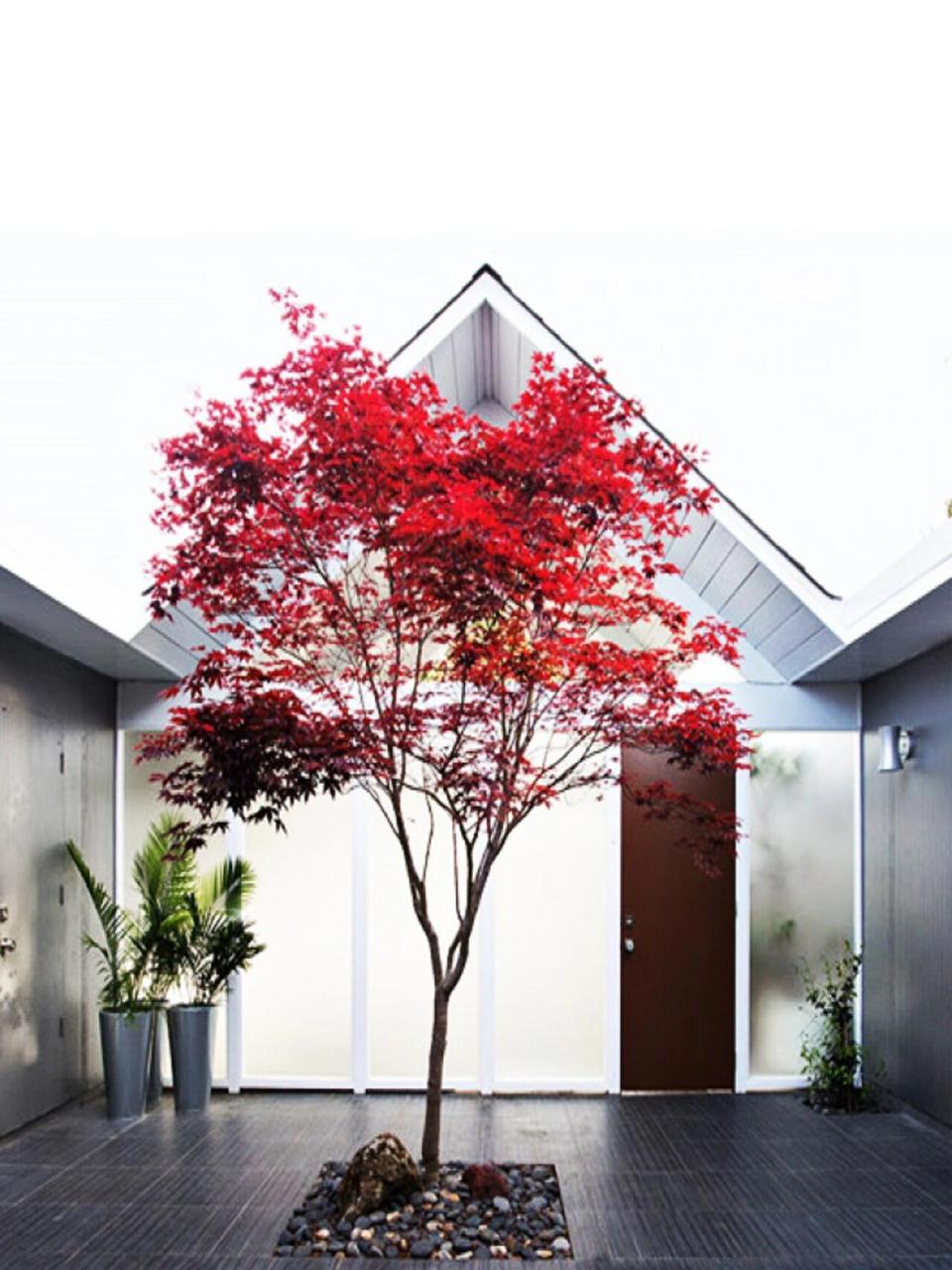 庭院植物——红枫 植物百科: 红枫(学名:acer palma