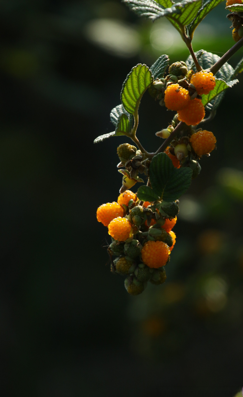 俗话说"黄泡好吃刺戳手",但是这种无刺黄泡却给