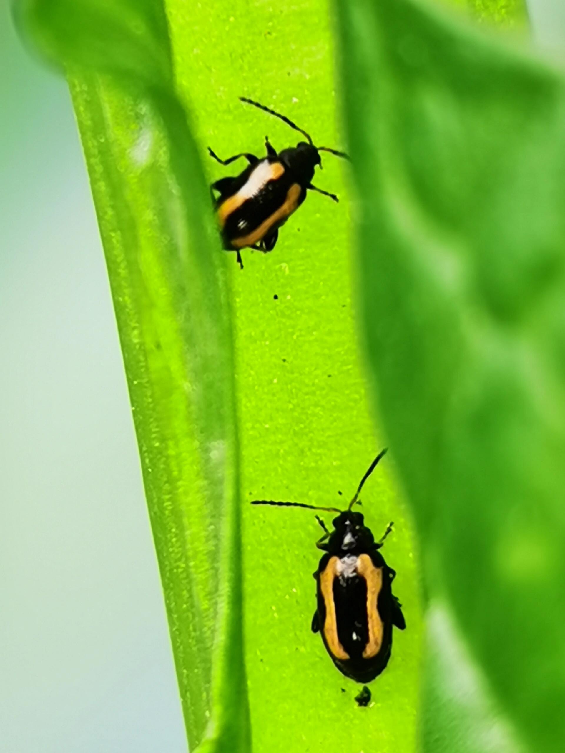跳甲排泄前后手机微距原图