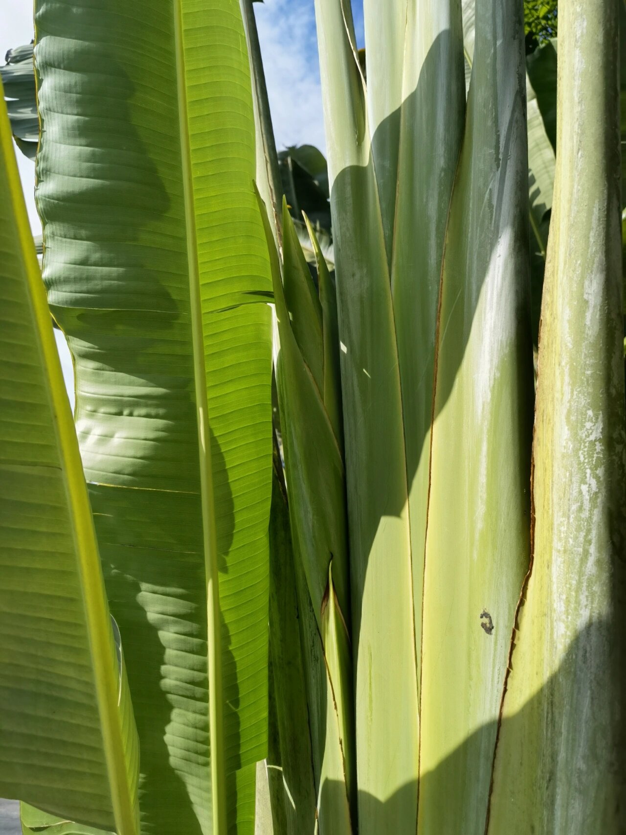 欣赏94-旅人蕉 旅人蕉 又名水树,芭蕉科旅人蕉属,见《华南植物园