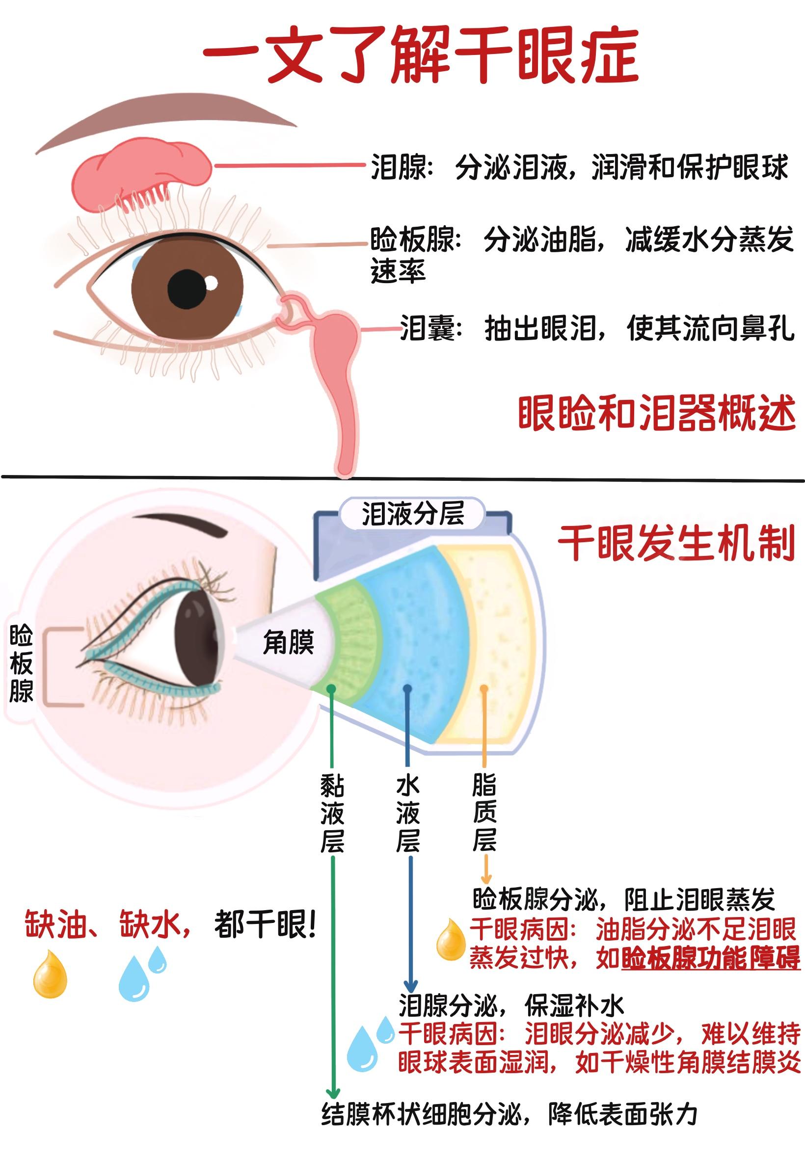 眼角膜图结构图图片